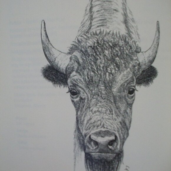 Buffalo: Sacred and Sacrificed (Non Fiction) - Picture 2 of 6